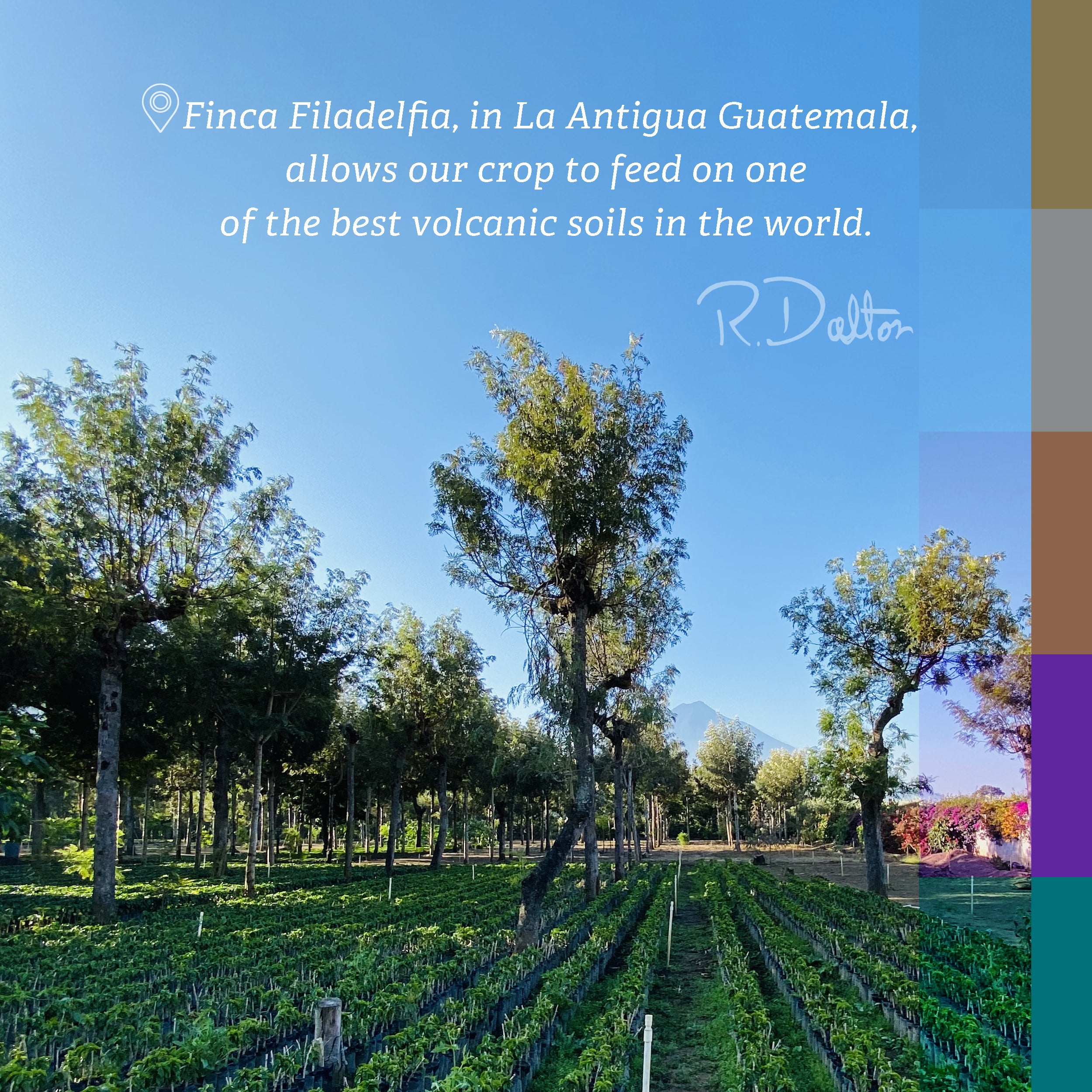 3) R. Dalton Coffee Intenso House Blend Coffee – Box of 6 Bags (340g Each)